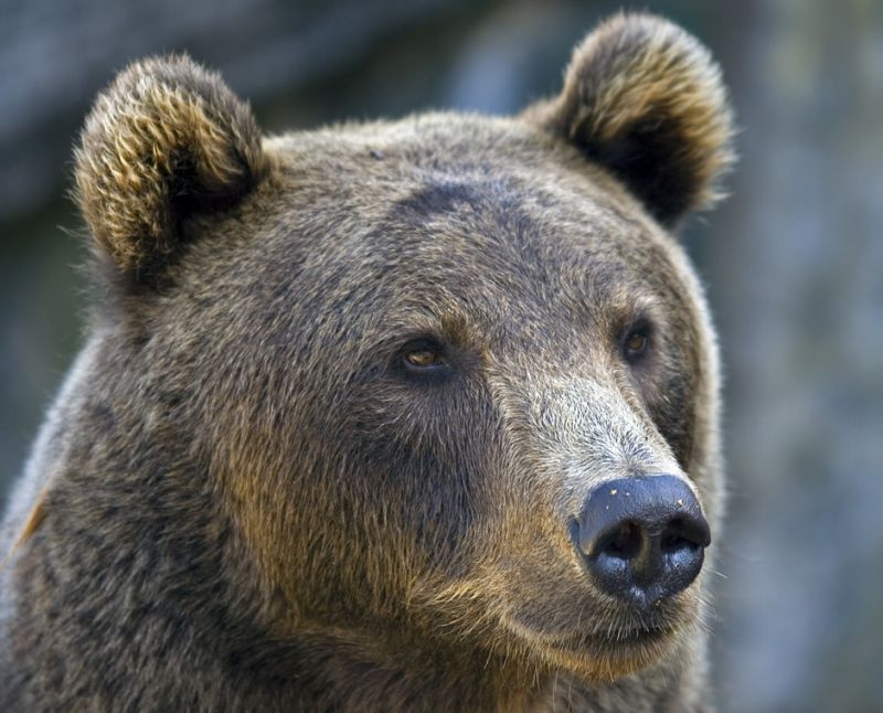 Brun bjørn kigger på gæsterne
Keywords: brun bjørn tæt closeup hoved kigger