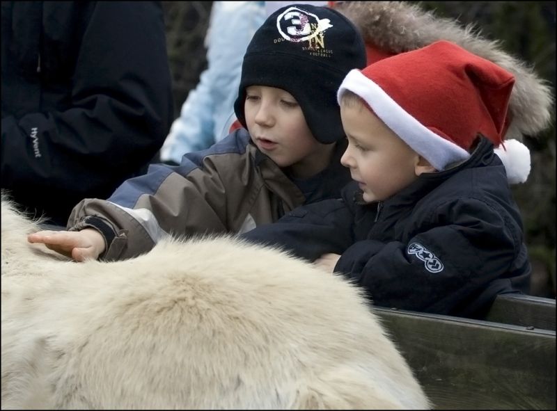 Hesten klappes
Keywords: hest klappe