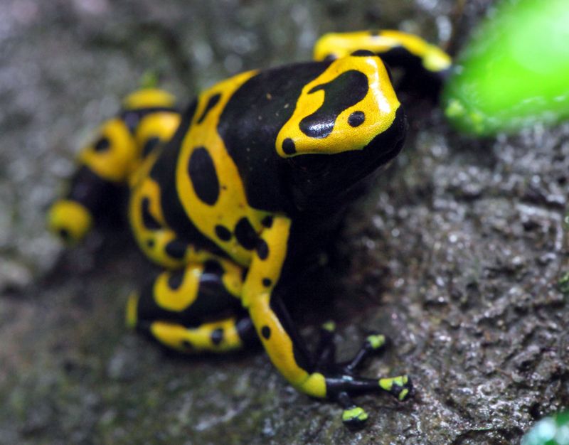 Gul mastevimpel frø  (Yellow-banded Poison Dart Frog)
Keywords: Frø;Giftfrø