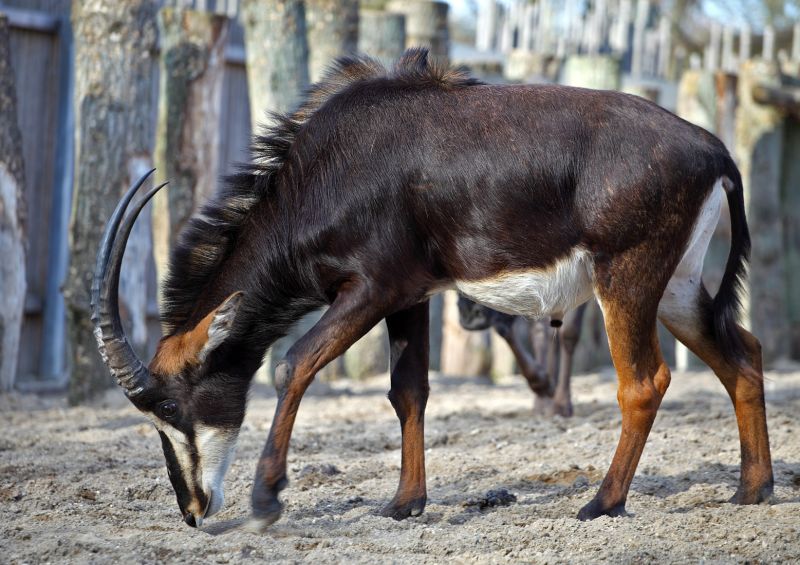 Sabelantilope
Keywords: Sabelantilope