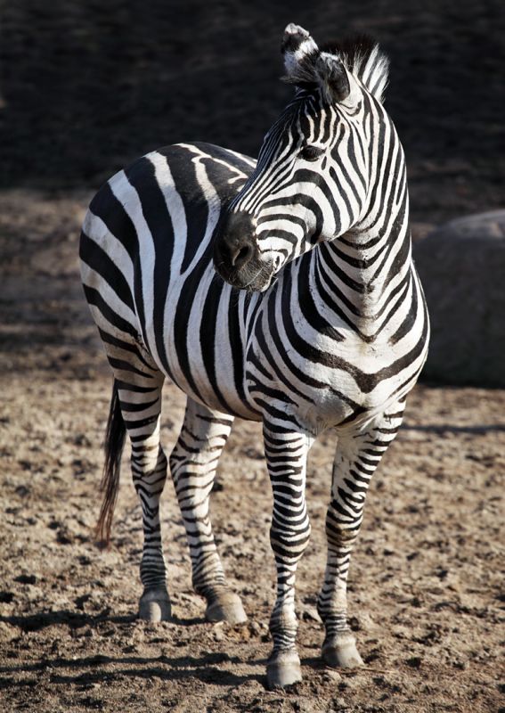 Zebra
Keywords: Zebra