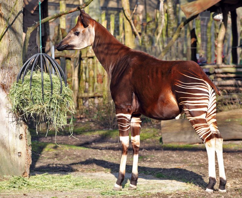 Okapi
Keywords: Okapi