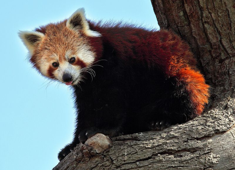 Den røde panda oppe i træet
Keywords: rød panda