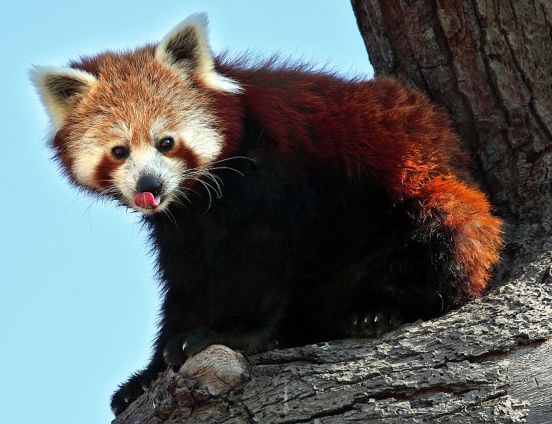 Den røde panda oppe i træet slikker sig om munden
Keywords: rød panda