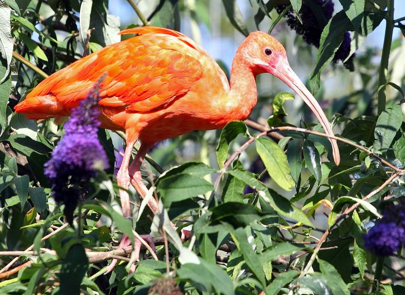 Rød Ibis
Keywords: rød ibis