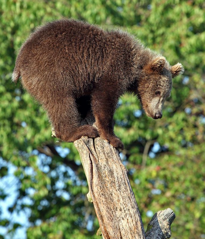 Bjørneunge højt til vejrs
Keywords: bjørn;bjørneunge