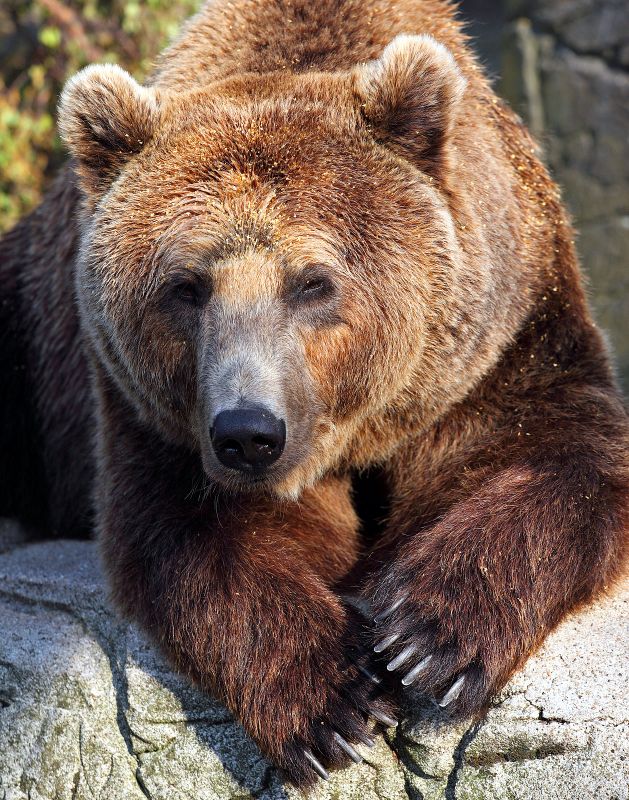 Hanbjørn
Keywords: bjørn