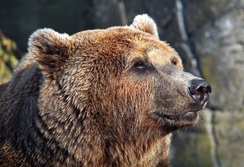 Hanbjørn snuser
Keywords: bjørn