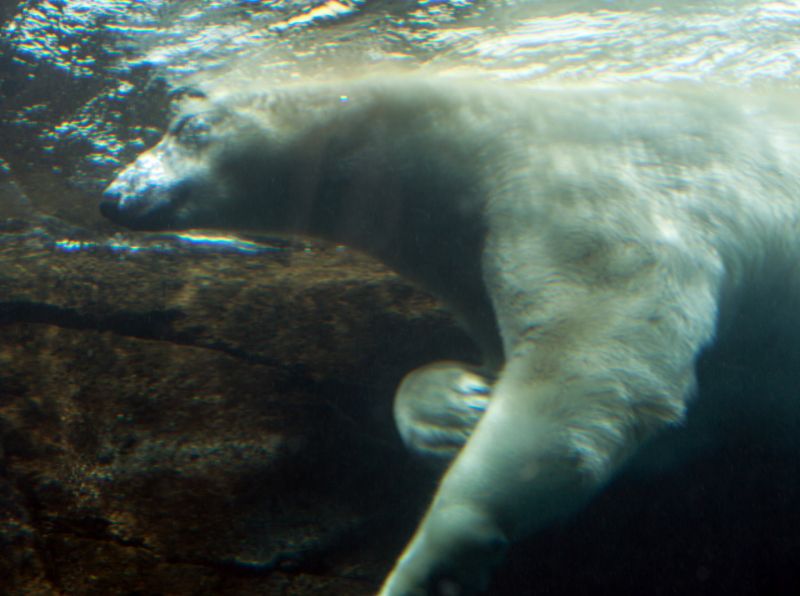 Isbjørn under vandet
Keywords: Isbjørn
