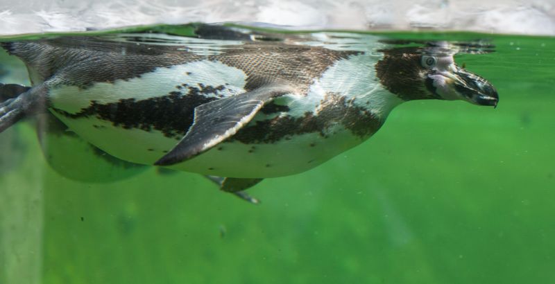 Pingvin under vandet
Keywords: Pingvin
