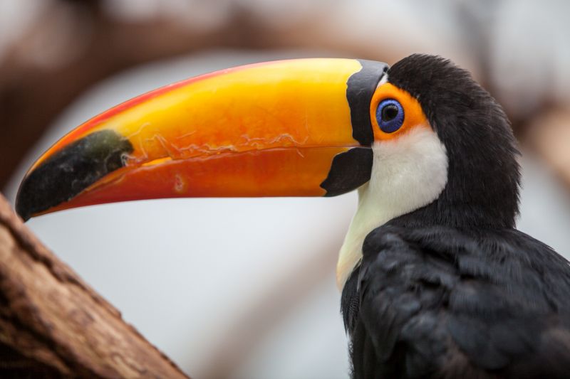 Tucan
Keywords: Tucan