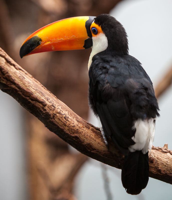 Tucan
Keywords: Tucan