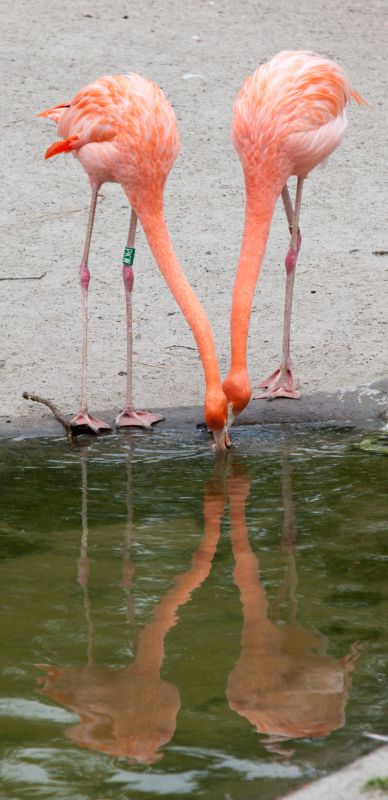 Flamingoer
Keywords: Flamingo