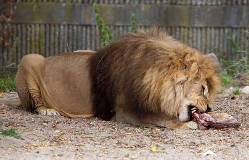 Hanløve spiser
Keywords: Hanløve løve