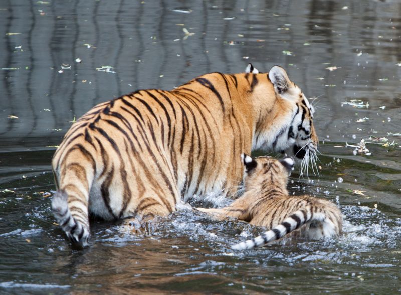 Tiger med tigerunge i vandet
Keywords: Tiger Tigerunger
