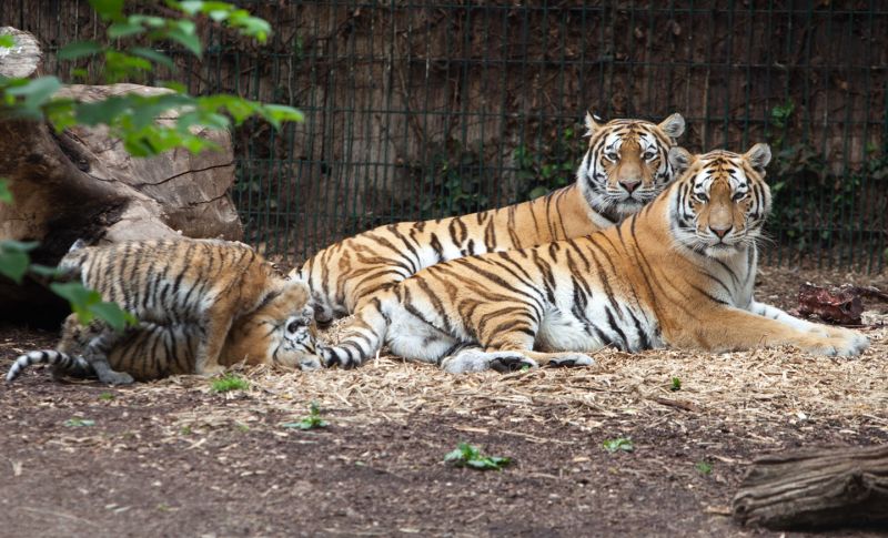 Tigre og tigerunger
Keywords: Tiger Tigerunger