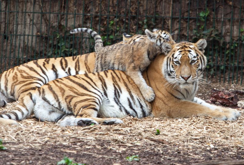 Tigerunger leger på voksne tigre
Keywords: Tiger Tigerunger