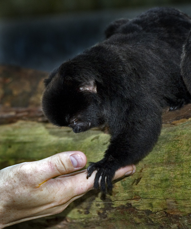 Springtamarin fodres af gæst
Keywords: Springtamarin hånd fodres