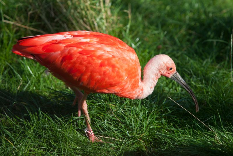 Rød ibis
Keywords: Rød ibis