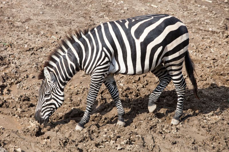 Zebra
Keywords: Zebra