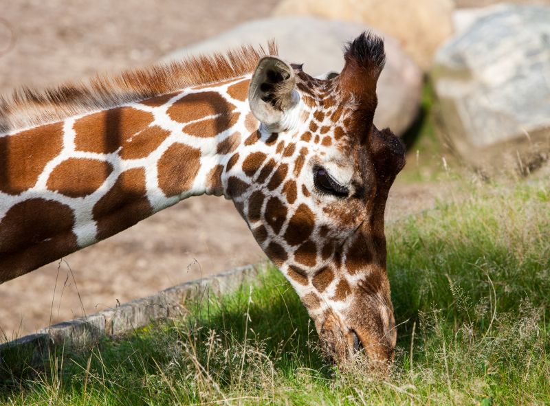 Giraf closeup
Keywords: Giraf