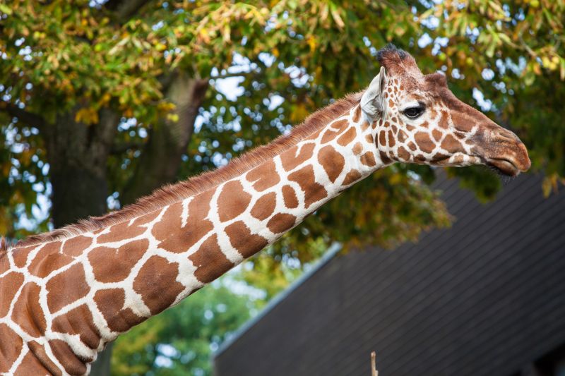 Giraf
Keywords: Giraf