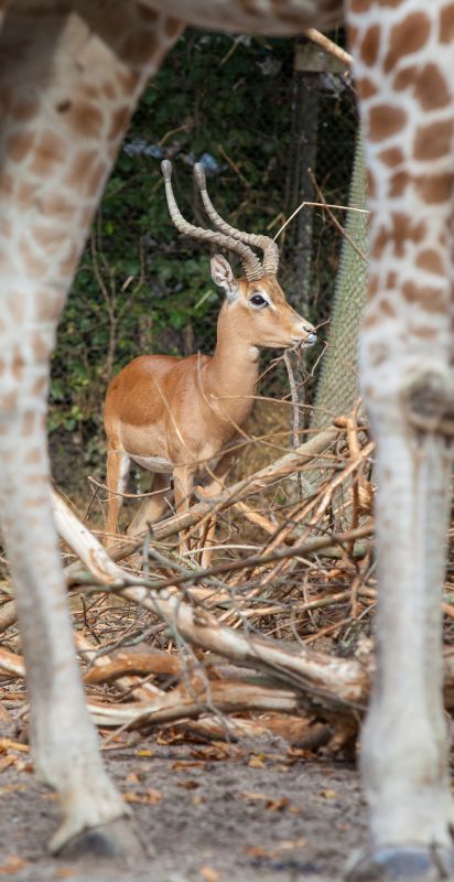 Indrammet Impala
Keywords: Impala