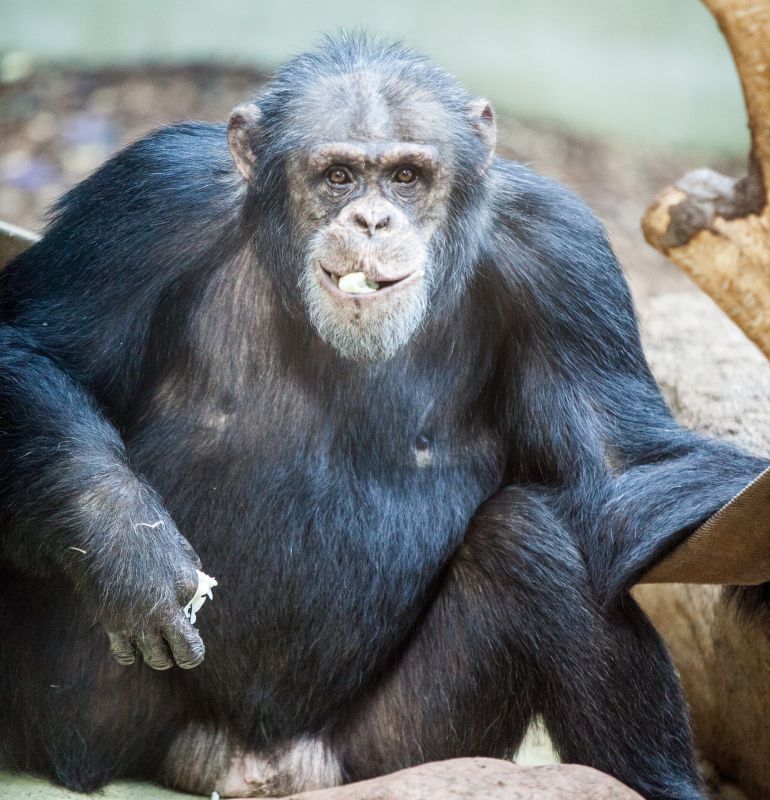 Chimpanse
Keywords: Chimpanse