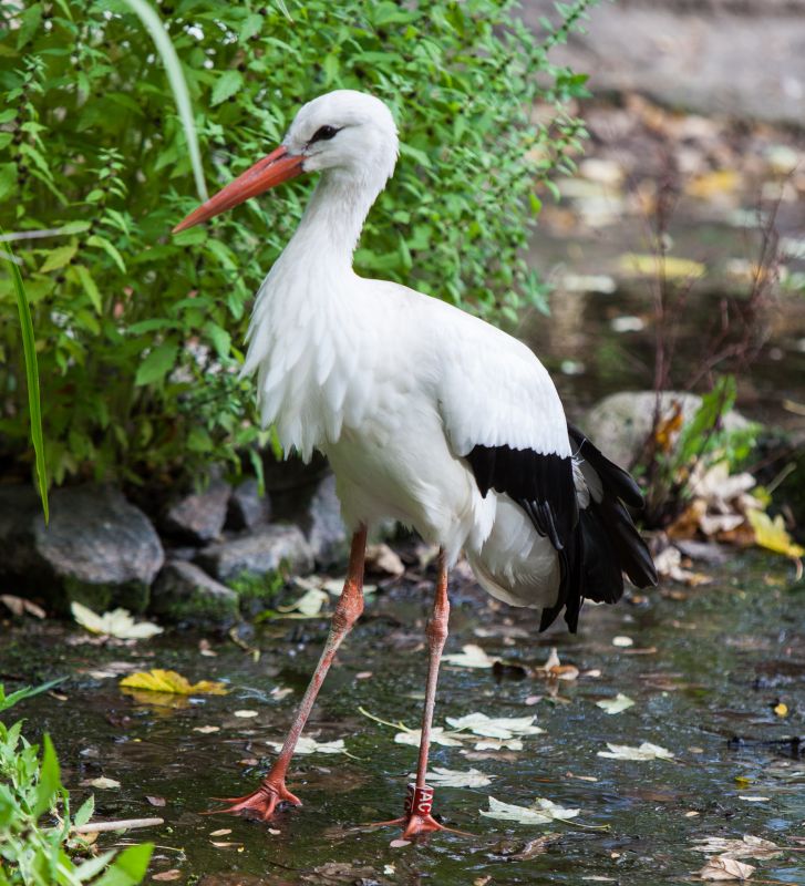 Stork
Keywords: Stork