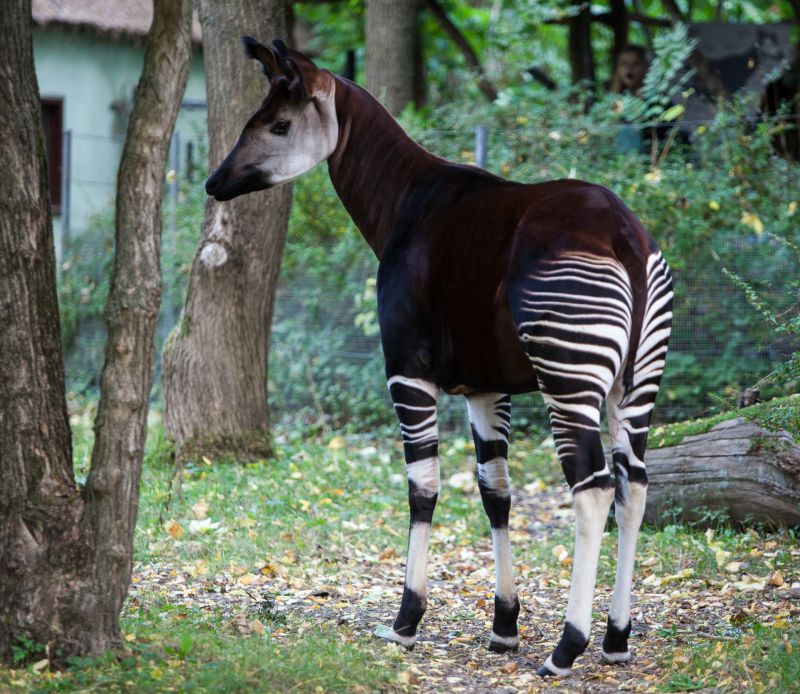 Okapi
Keywords: Okapi