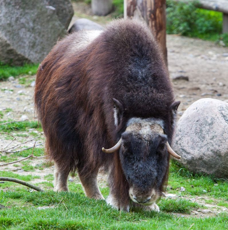 Bison
Keywords: Bison