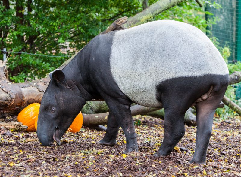 Tapr
Keywords: Tapir