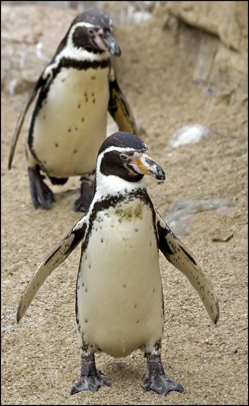 Pingviner
Keywords: Humboldtpingvin pingvin to