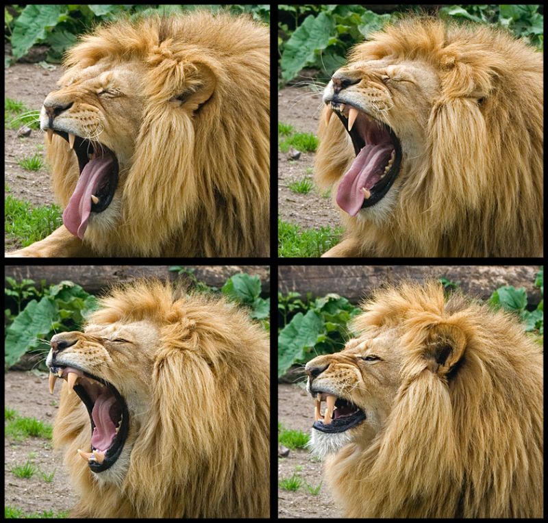 Sekvens med løvegab
Keywords: hanløve løve gab serie sekvens