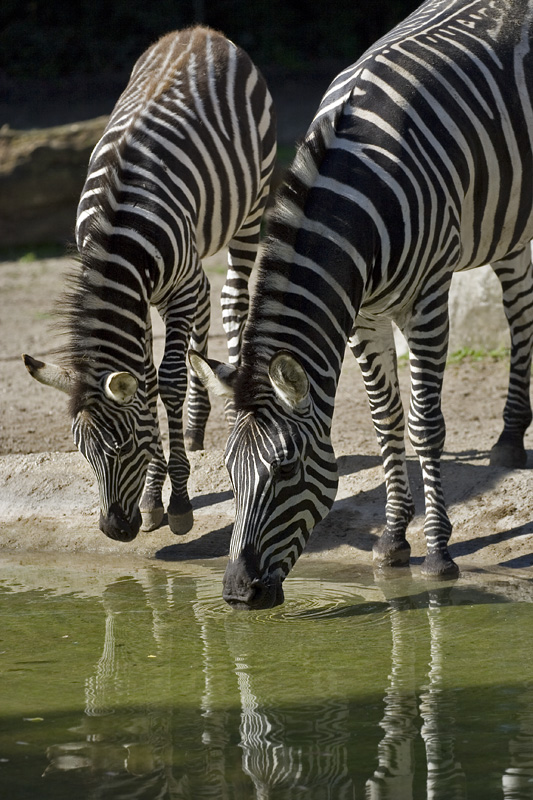 Zebra og zebraføl drikker vand
Keywords: zebraføl drikker vand