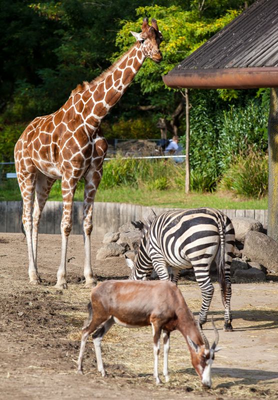 Impala; Zebra; Giraf
Keywords: Impala;Zebra;Giraf